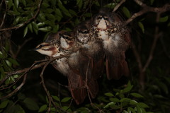 Mesitornis variegatus