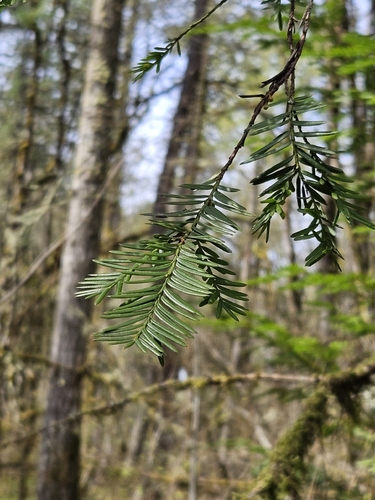 Pacific Yew (Taxus brevifolia)