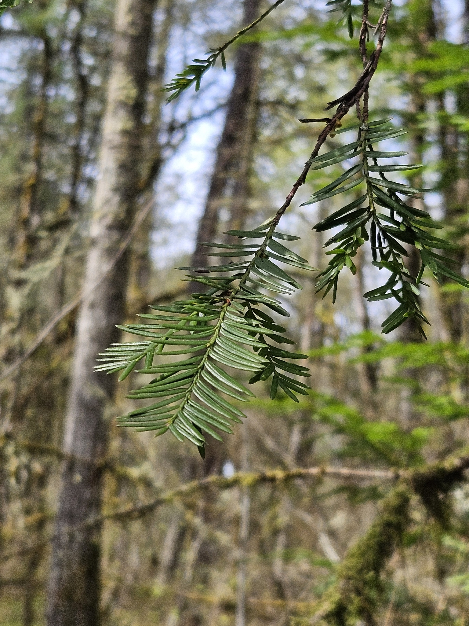 Pacific Yew (Taxus brevifolia)