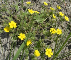 Potentilla heptaphylla