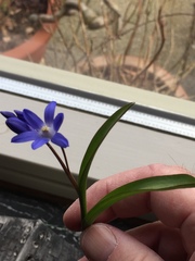 Scilla forbesii