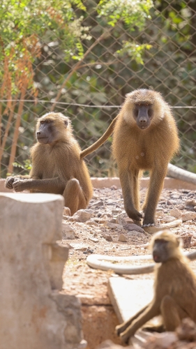 Guinea Baboon