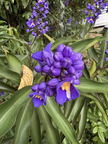 Dichorisandra thyrsiflora (Dichorisandra thyrsiflora)
