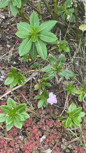 Impatiens sodenii, 2026-04-05