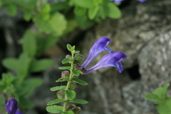 Scutellaria strigillosa