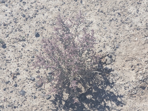 Parry's Saltbush (Atriplex parryi)
