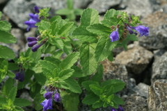 Scutellaria strigillosa