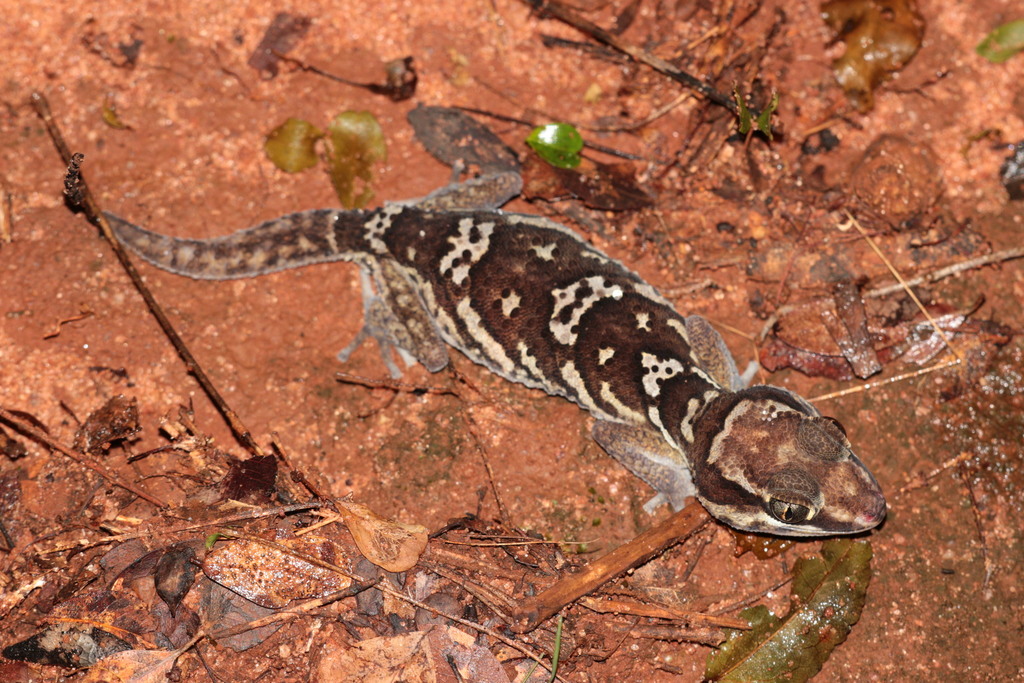 Panther Gecko