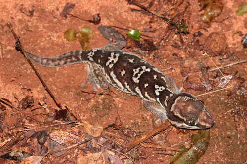 Panther Gecko