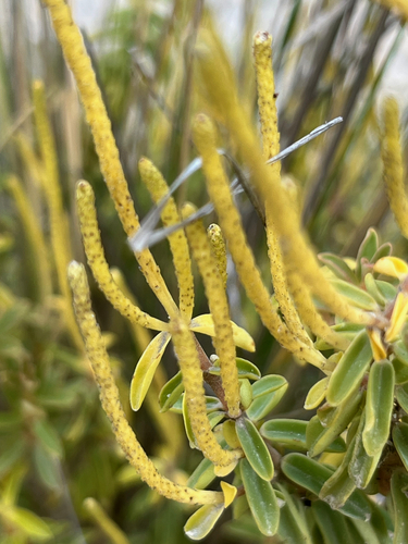 Peperomia galioides, photograph 5