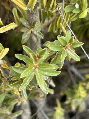 Peperomia galioides, photograph 3