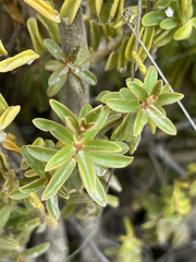 Peperomia galioides, photograph (c) Fabien Anthelme, some rights reserved (CC BY-SA)