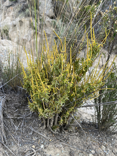 needle-leaf wax plant (Peperomia galioides)