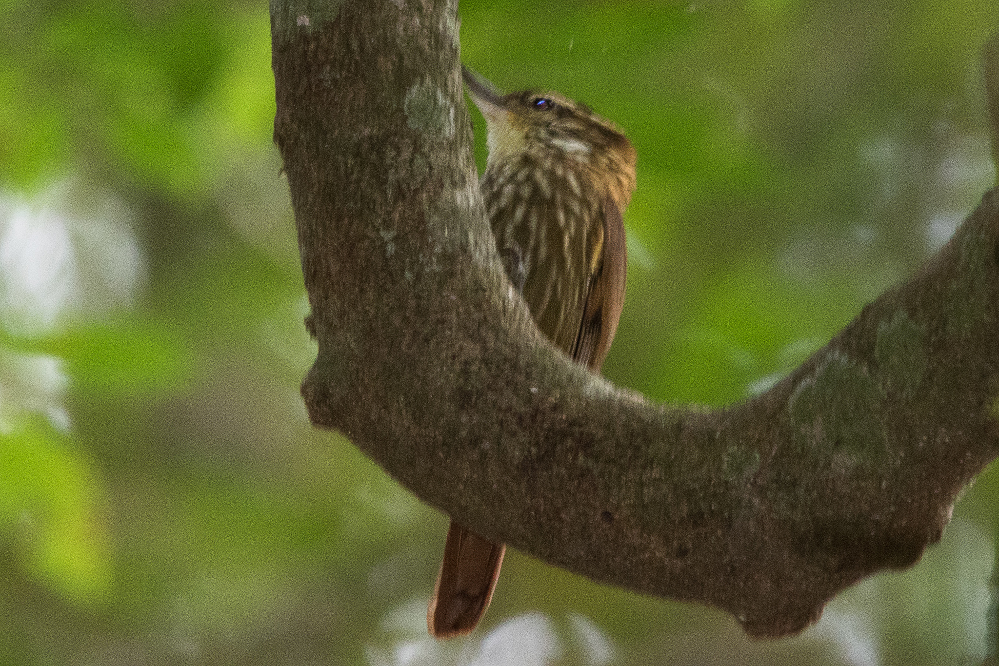 Streaked Xenops (Xenops rutilans), photo 10