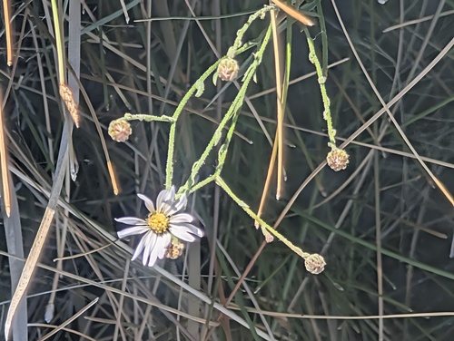 Alkali Marsh Aster (Almutaster pauciflorus)