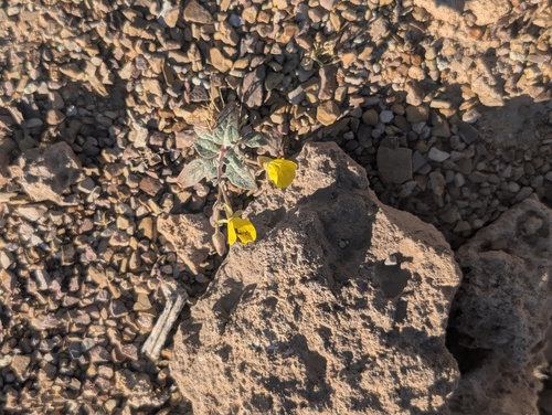 Golden Suncup (Chylismia brevipes)