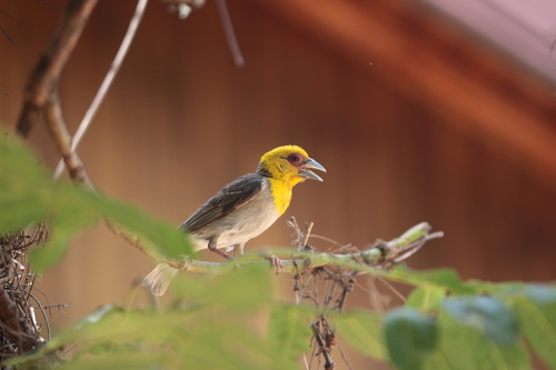 Sakalava Weaver (Ploceus sakalava), photo 9