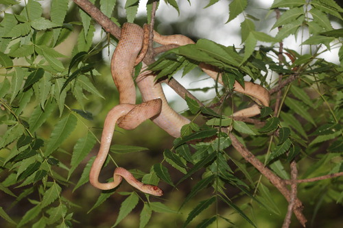 Orange Tree Snake, Phisalixella variabilis