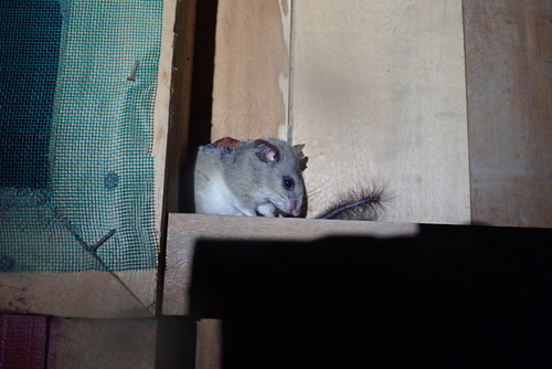 Dormouse Tufted-tailed Rat