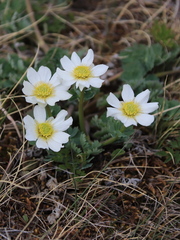 Callianthemum sajanense