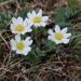 Callianthemum sajanense - Photo (c) Nikolay V Dorofeev, algunos derechos reservados (CC BY-NC), subido por Nikolay V Dorofeev