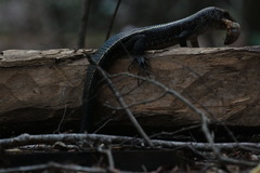Zonosaurus laticaudatus