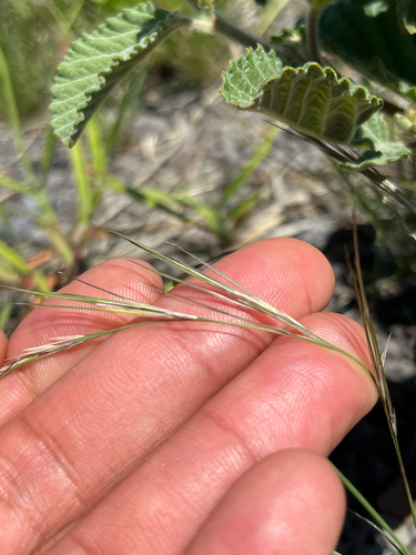 Aristida adscensionis, 2026-04-05