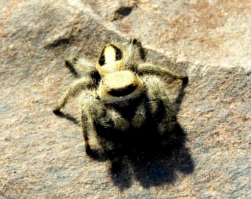 Phidippus tux