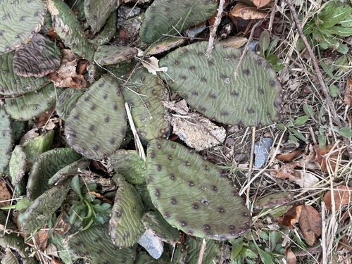 Devil's-Tongue (Opuntia humifusa)