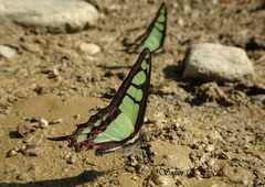 Graphium cloanthus