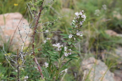 Lespedeza juncea