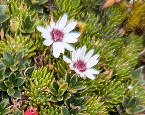 Werneria humilis, photograph 6