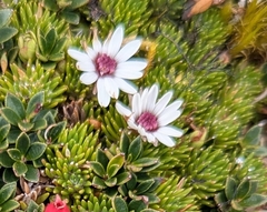Werneria humilis, photograph (c) Sebastián Ordóñez, some rights reserved (CC BY)
