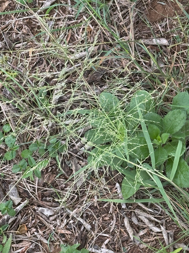 Gummy Lovegrass (Eragrostis curtipedicellata)