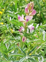 Lupinus hispanicus