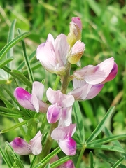 Lupinus hispanicus