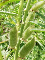 Lupinus hispanicus