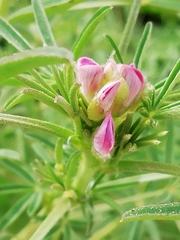 Lupinus hispanicus