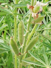 Lupinus hispanicus