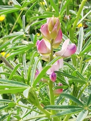 Lupinus hispanicus