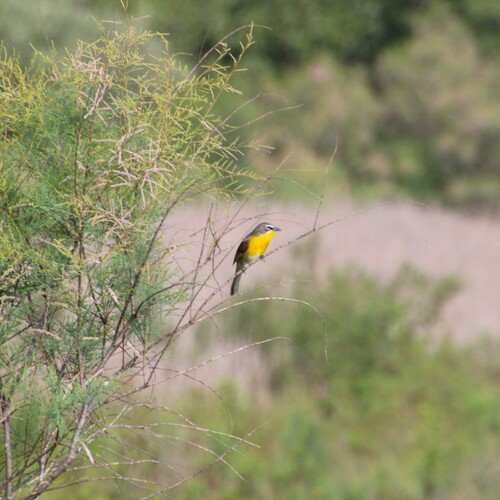 iNaturalist observation photo of Yellow-breasted Chat