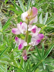 Lupinus hispanicus
