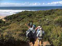 Dasyornis broadbenti