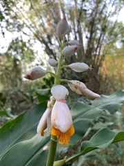 Alpinia