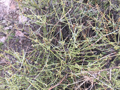Ephedra nevadensis