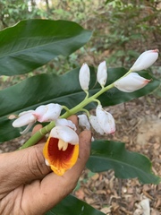 Alpinia