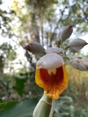Alpinia