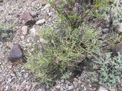 Ephedra nevadensis