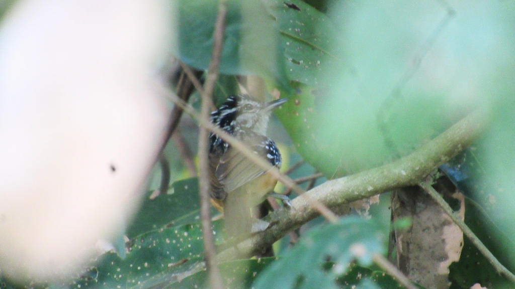 Rondonia Antwarbler