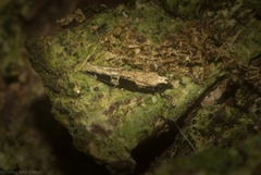 Limnaecia leptomeris